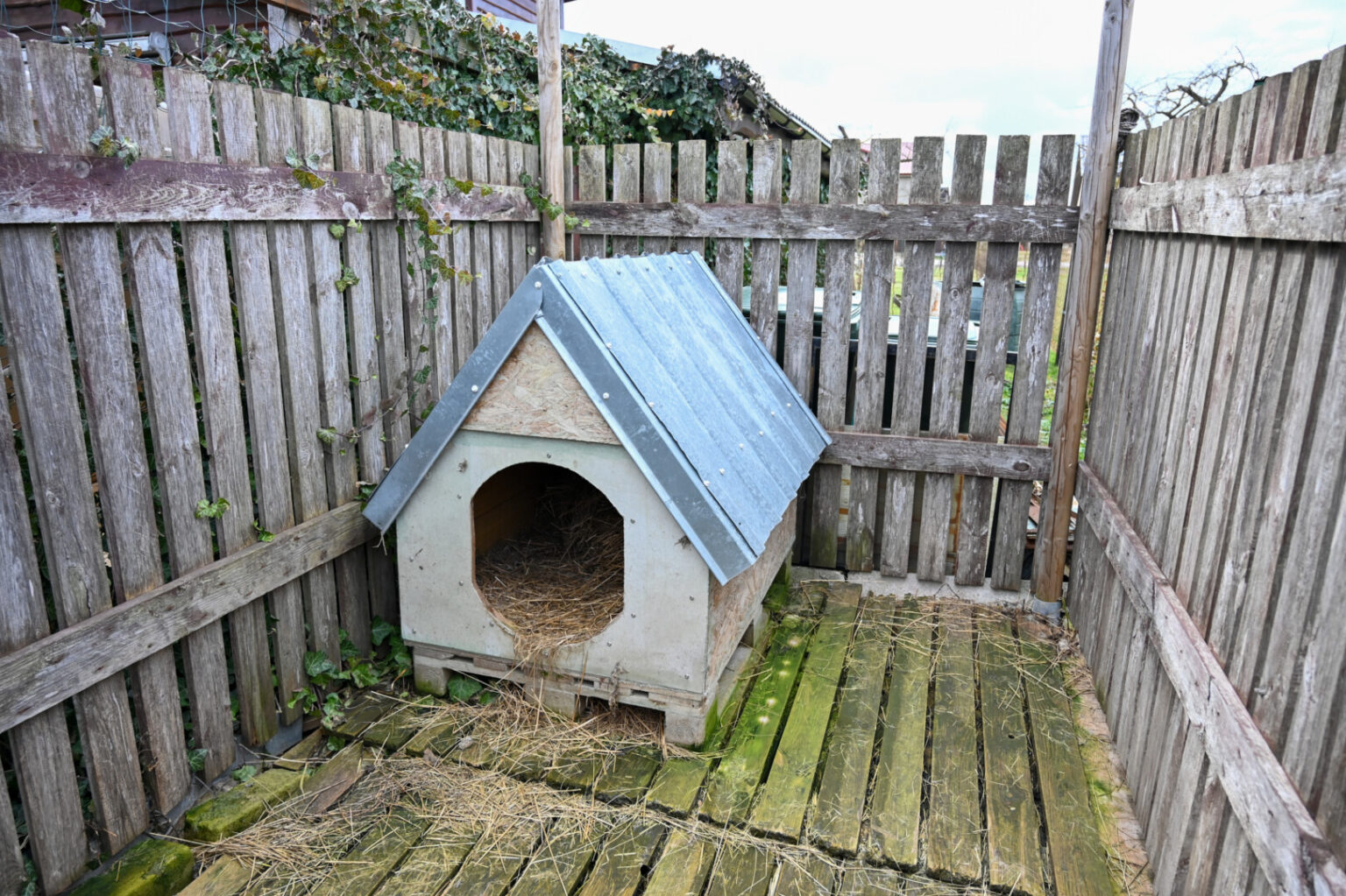 Iš voljero namų kieme Bendrijų gatvėje paslaptingai dingęs panevėžiečių šuo Arčis atsidūrė Kaune esančioje prieglaudoje „Penkta koja“.