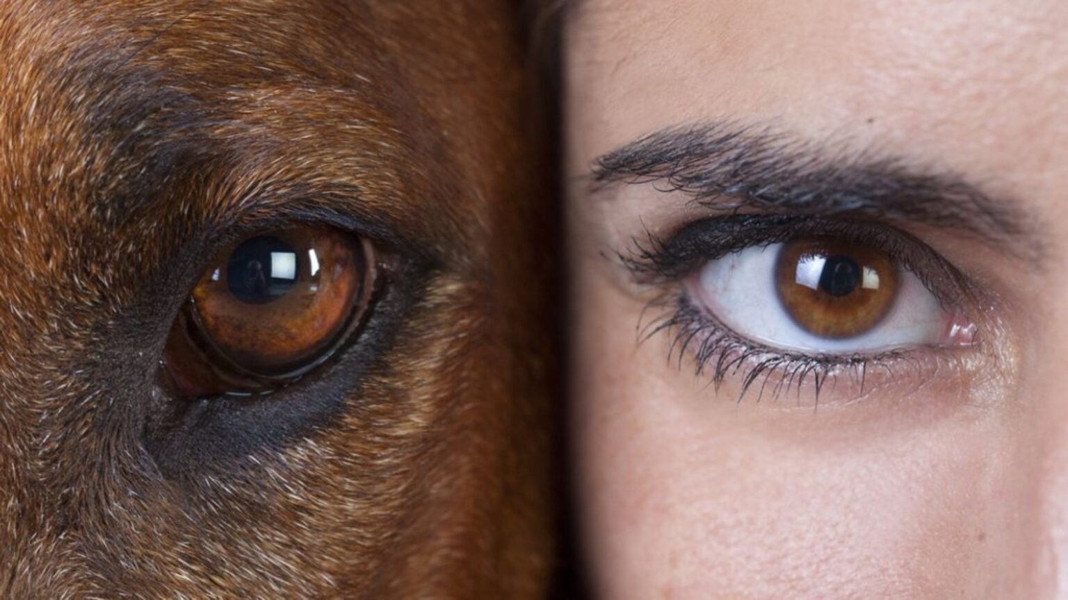 Jeigu kada nors susimąstėte, kaip pasaulį mato šunys, paukščiai ar žuvys, dabar yra proga įsitikinti: skirtingai nei mes.