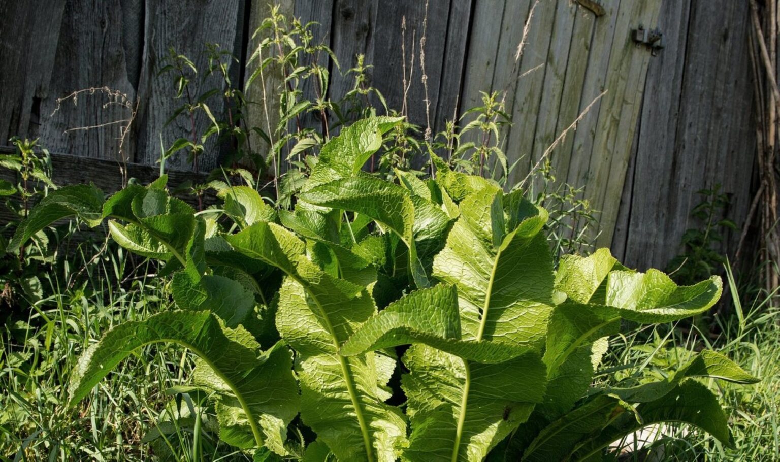 Krienas, pasižymintis atsparumu ir greitu plitimu, gali tapti tikru galvos skausmu daržininkams.