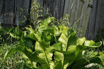 Krienas, pasižymintis atsparumu ir greitu plitimu, gali tapti tikru galvos skausmu daržininkams.