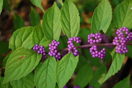 „Saldainių medžiais“ dar vadinamos vaisuolės kol kas nėra dažnas augalas mūsų soduose – netgi puošniausiose sodybose jos retos viešnios. Ir tam yra priežastis.