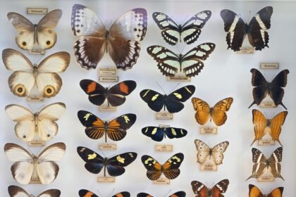 Ne vieną dešimtmetį Panevėžio kraštotyros muziejų garsinusi egzotiškų drugelių ir vabzdžių kolekcija kone po septynerių metų pertraukos vėl atveriama lankytojams.