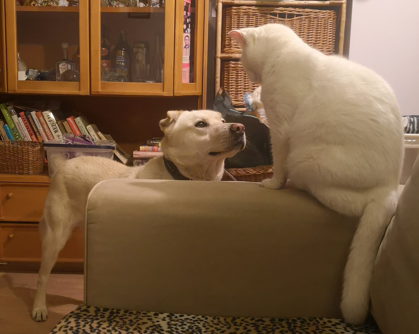 Iš voljero namų kieme Bendrijų gatvėje paslaptingai dingęs panevėžiečių šuo Arčis atsidūrė Kaune esančioje prieglaudoje „Penkta koja“.