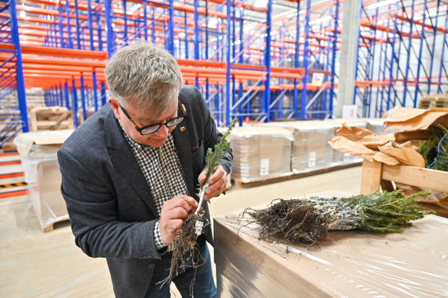 Už poros kilometrų nuo Panevėžio veikiančiame Kaimiškio medelyne šiųmetį rudenį žadama įdarbinti dirbtinį intelektą.