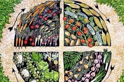 Neužtenka tik kaitalioti augalus lysvėse kiekvieną sezoną – kad neliktume be derliaus, turime išmanyti tinkamą jų seką ir patį sėjomainos principą.