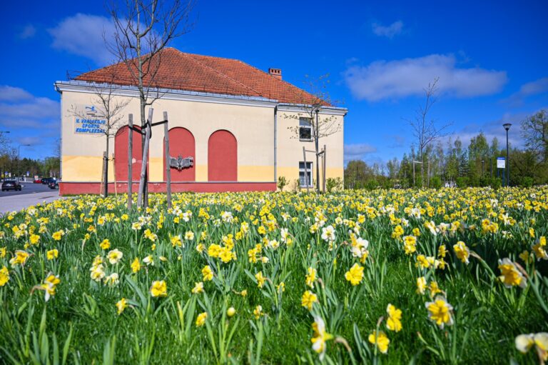 Panevėžys jau puošiasi žiedais – miesto gėlynuose sodinamos našlaitės, įvairiose vietose pražydo arba netrukus išskleis pumpurus tūkstančiai rudenį sodintų svogūninių gėlių.