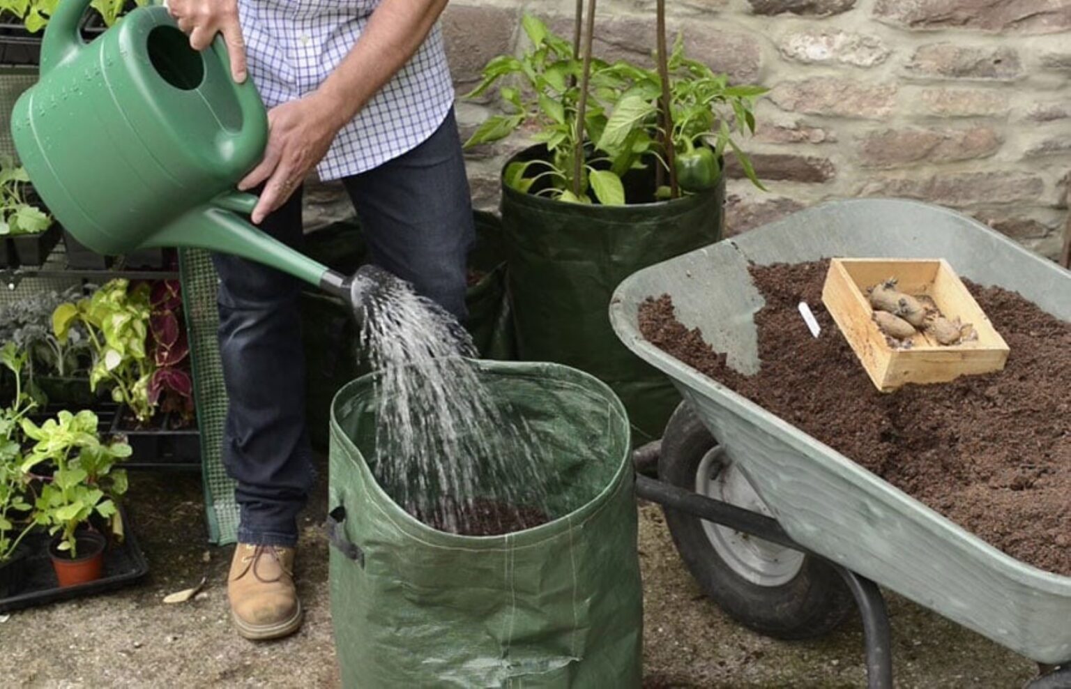 Pastaraisiais metais vis labiau populiarėja uogų auginimas ne žemėje, bet ant žemės.