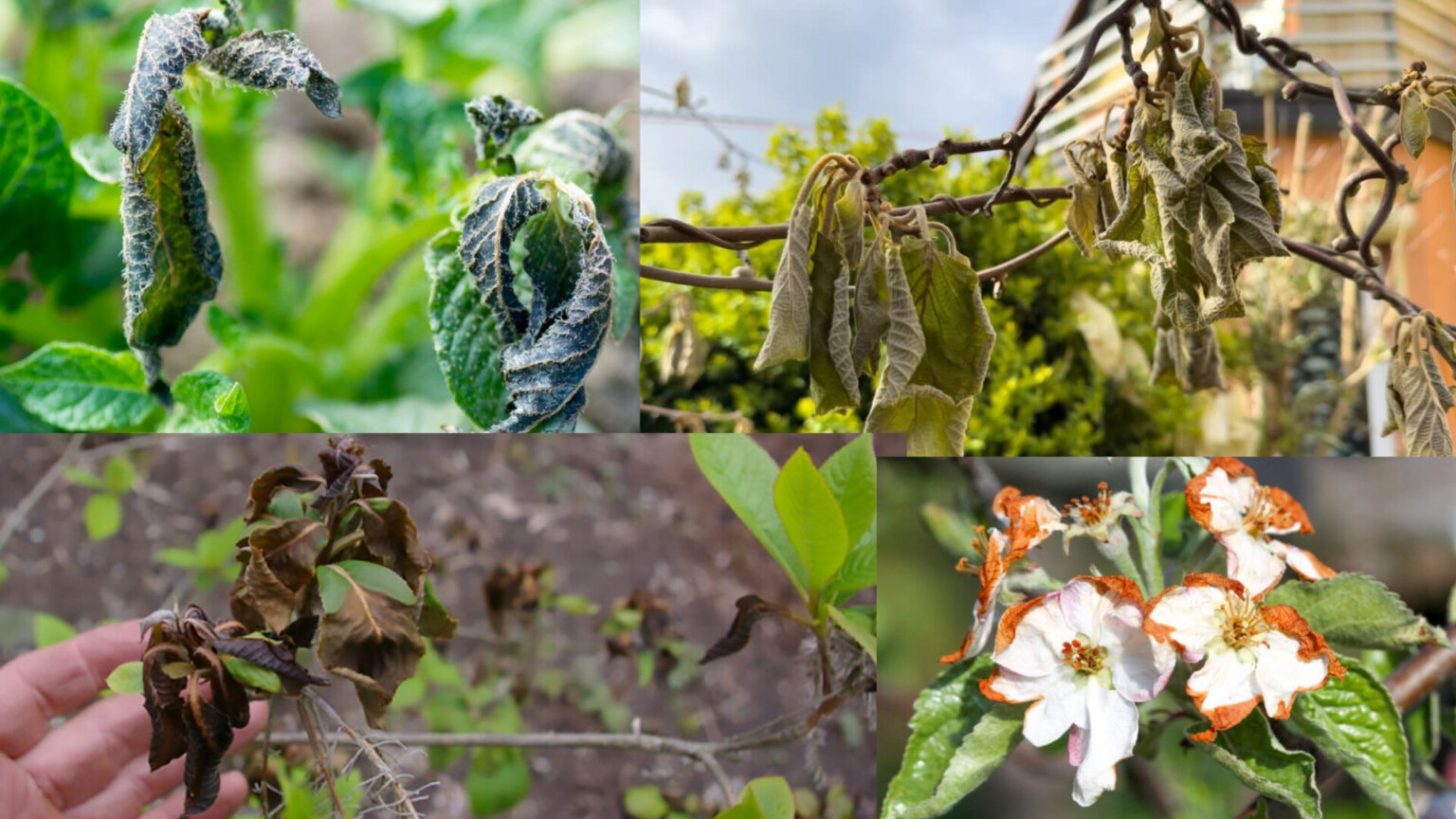 „Pirkėjas lietuviško obuolio skonį pamirš“, – tiesiai rėžia sodininkai. Rekordinės šalnos grasina palikti be lietuviško vaisių ir uogų derliaus, o jų augintojus – su milijoniniais nuostoliais. 