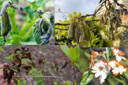 „Pirkėjas lietuviško obuolio skonį pamirš“, – tiesiai rėžia sodininkai. Rekordinės šalnos grasina palikti be lietuviško vaisių ir uogų derliaus, o jų augintojus – su milijoniniais nuostoliais. 