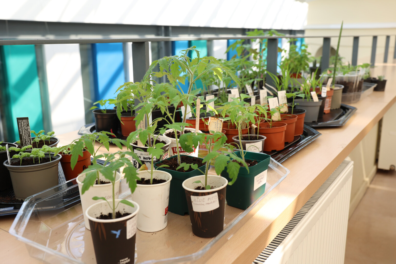 G. Petkevičaitės-Bitės bibliotekoje atsidaręs daigėlynas neištuštėjo nė pasibaigus sodinimo sezonui – panevėžiečiai jame keičiasi ir kambarinių gėlių, ir prieskoninių augalų daigais. G. Lukoševičiaus nuotr. G. LUKOŠEVIČIAUS nuotr.