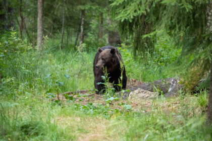 Pirmą kartą Lietuvoje meška pasirodė kone pačiame kaimo centre. Panevėžio ir Anykščių rajonų sandūroje esančiame Levaniškiuose užsuko į parką, paskui sodyboje išvertė keletą avilių ir patraukė savais keliais. Gamtos žinovai tvirtina, kad šleivakojės jau tampa ir Lietuvos miškų dalimi.