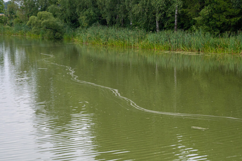 Pagaliau sulaukę vasaros šilumos, į didžiausią Krekenavos apylinkėse Lokaušos upelio užtvanką nusimaudyti atėję krekenaviškiai nustebo išvydę smaragdo spalvos vandenį.