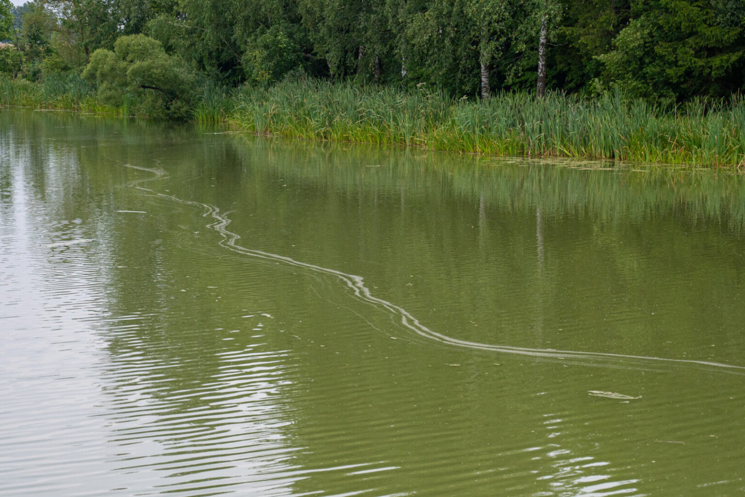 Pagaliau sulaukę vasaros šilumos, į didžiausią Krekenavos apylinkėse Lokaušos upelio užtvanką nusimaudyti atėję krekenaviškiai nustebo išvydę smaragdo spalvos vandenį.