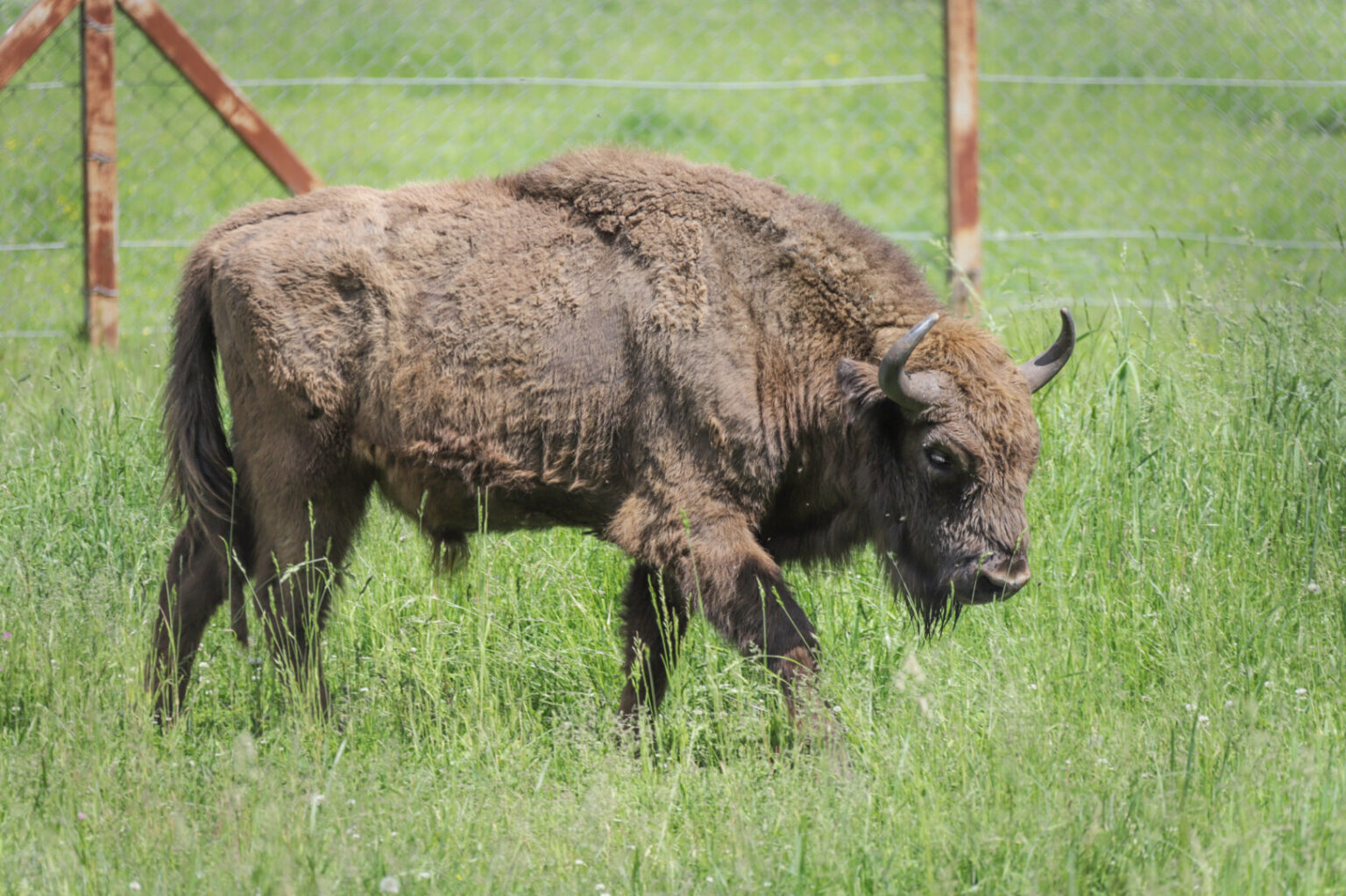 Jau dvi savaites laisve besimėgaujantis iš Pašilių stumbryno pasprukęs trylikametis Gipolas suka ratus aplink patelių bandą, tarsi svarstydamas, ką pasirinkti: romantišką draugiją miške ar sotų ir lengvą gyvenimą aptvare.