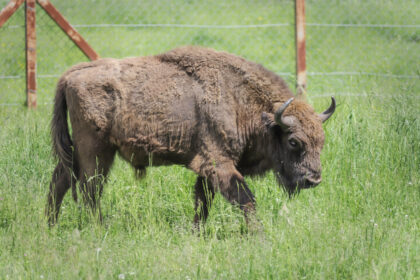 Jau dvi savaites laisve besimėgaujantis iš Pašilių stumbryno pasprukęs trylikametis Gipolas suka ratus aplink patelių bandą, tarsi svarstydamas, ką pasirinkti: romantišką draugiją miške ar sotų ir lengvą gyvenimą aptvare.