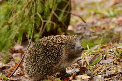 Panevėžio Priešgaisrinės apsaugos ir gelbėjimo departamento Panevėžio priešgaisrinė gelbėjimo valdyba ketvirtadienio pavakare, apie 18.30 val. sulaukė kiek neįprasto pagalbos prašymo – išgelbėti į šulinį įkritusius ežiukus.