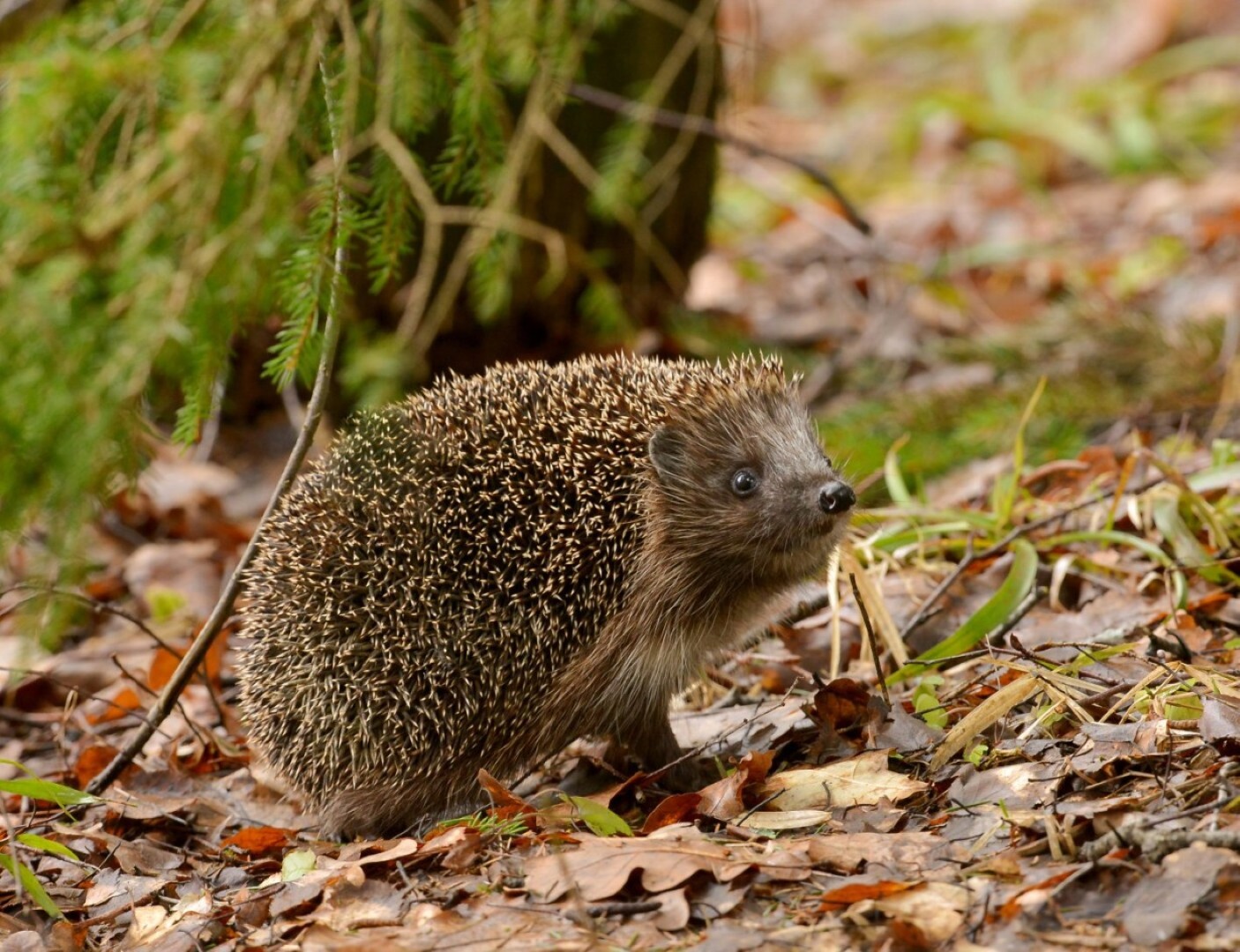 Panevėžio Priešgaisrinės apsaugos ir gelbėjimo departamento Panevėžio priešgaisrinė gelbėjimo valdyba ketvirtadienio pavakare, apie 18.30 val. sulaukė kiek neįprasto pagalbos prašymo – išgelbėti į šulinį įkritusius ežiukus.