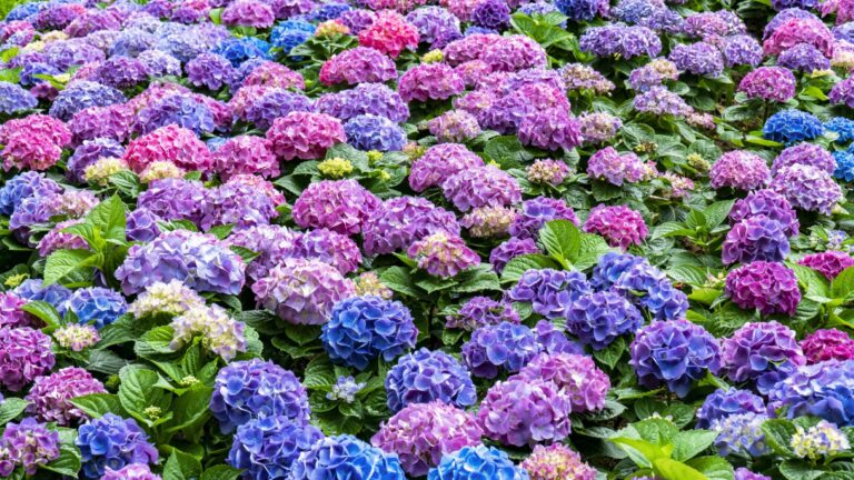 Hortenzijos – tai tarsi stebuklingi sodų augalai, žavintys vešliais žiedynais ir gebėjimu keisti žiedlapių spalvą.