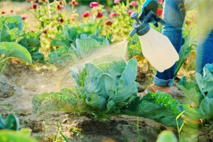 Kopūstai – viena populiariausių daržo kultūrų, ir ne tik tarp daržininkų: daugybė vabzdžių kenkėjų tiesiog dievina jų sultingus lapus. Todėl gali per labai trumpą laiką sunaikinti apčiuopiamą derliaus dalį.