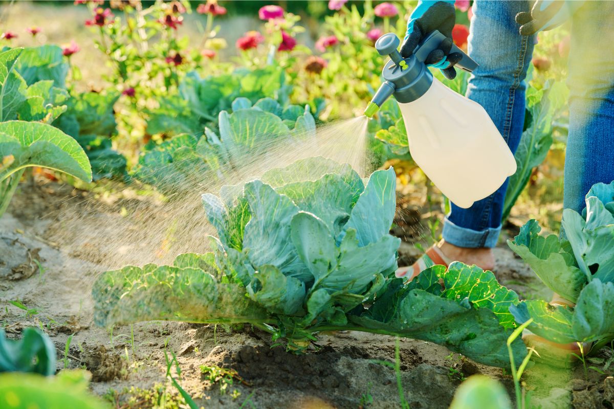 Kopūstai – viena populiariausių daržo kultūrų, ir ne tik tarp daržininkų: daugybė vabzdžių kenkėjų tiesiog dievina jų sultingus lapus. Todėl gali per labai trumpą laiką sunaikinti apčiuopiamą derliaus dalį.