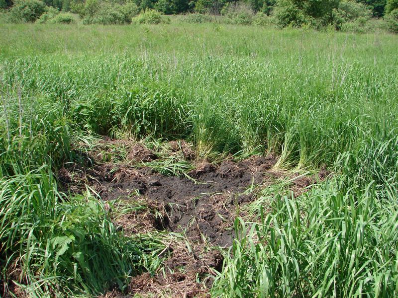 Panevėžio rajone dėl žvėrių padarytos žalos šiemet jau apžiūrėti 63 laukai. ASOCIATYVI SEKUNDE.LT nuotr.