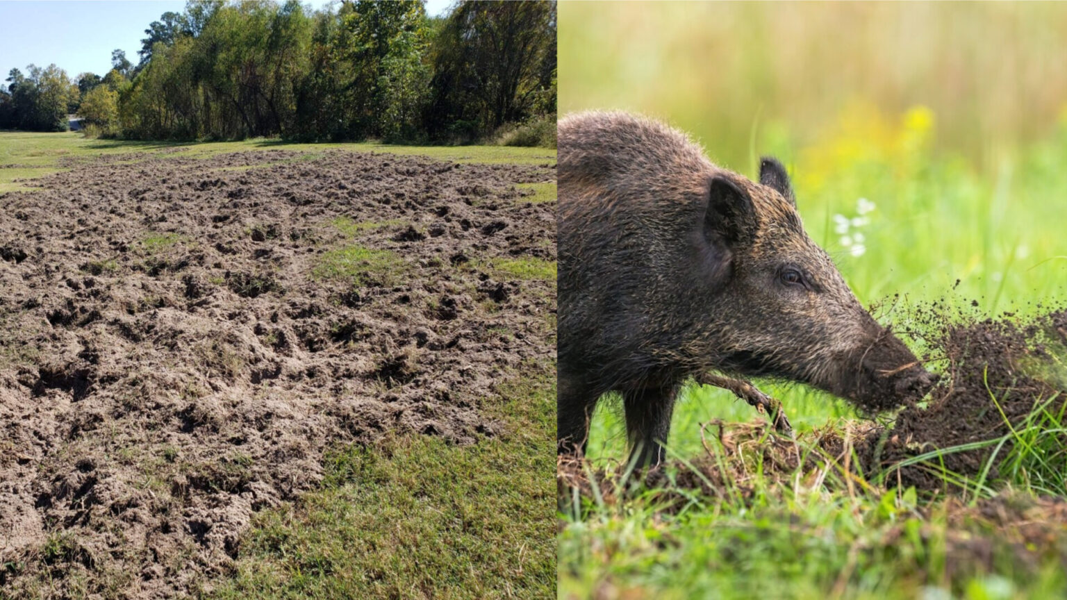 Į ūkininkų laukus įsisukę paukščiai ir žvėrys kasmet pridaro nemenkų nuostolių. Dėl jų kompensavimo ūkininkai gali kreiptis į Panevėžio rajono savivaldybę.