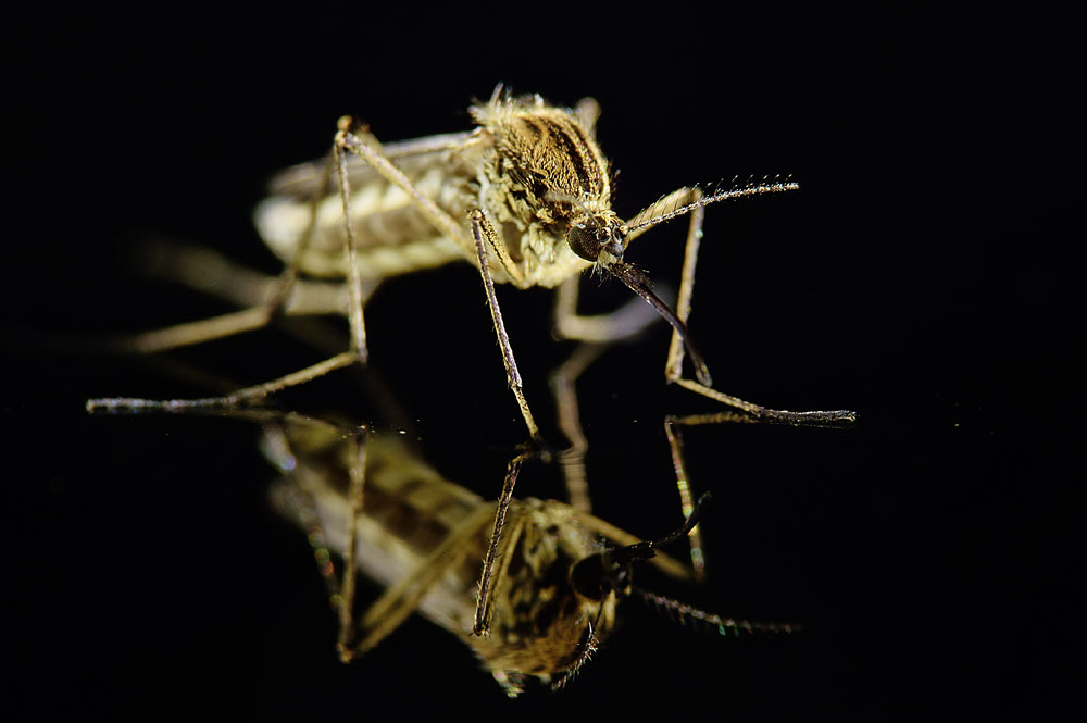 Evoliucija apdovanojo uodus septyniais unikaliais gebėjimais, kurie pavertė šiuos perkarusius zyzlius tobuliausiais iš kraugerių.