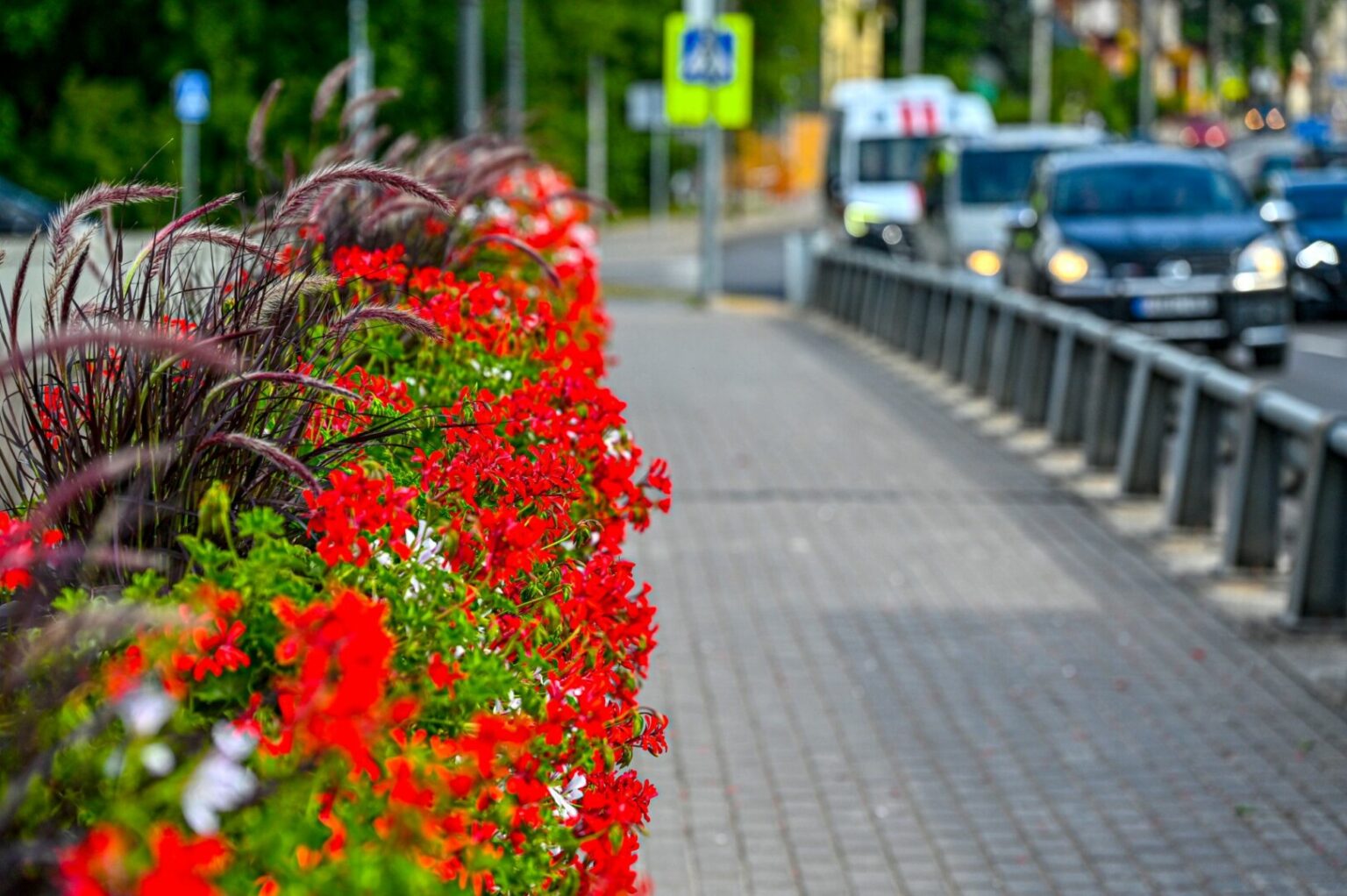 Panevėžys žydi: viešosios erdvės pasipuošę tūkstančiais augalų