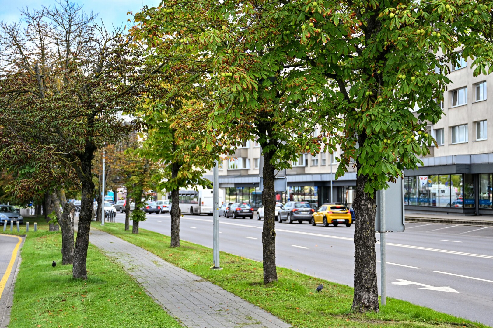 Kol kas keršakandžių gaudyklės pakabintos tik ant kiek daugiau nei aštuonių dešimčių kaštonų Panevėžio centre. G. KARTANO nuotr.