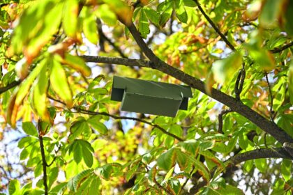 Panevėžys pirmą kartą imasi gelbėti vienus gražiausių miesto medžių – kaštonus, užpultus keršakandžių.