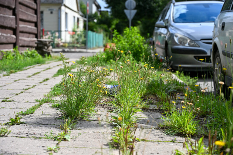 Pereiti kai kuriais Panevėžio šaligatviais kone tas pats, kaip bristi per pievą.