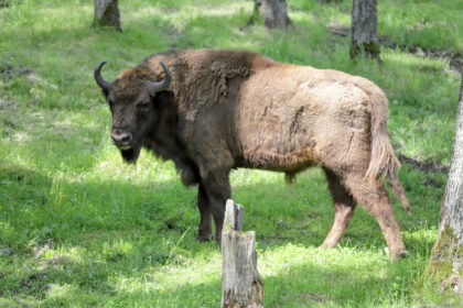 Jau dvi savaites laisve besimėgaujantis iš Pašilių stumbryno pasprukęs trylikametis Gipolas suka ratus aplink patelių bandą, tarsi svarstydamas, ką pasirinkti: romantišką draugiją miške ar sotų ir lengvą gyvenimą aptvare.