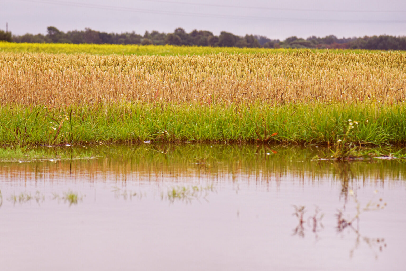 Šlapia vasara – sausas rezultatas: Panevėžio kraštą ir kone visą Lietuvą merkęs lietus žemdirbiams prognozuoja nuostolius ir finansiškai nelengvą žiemą.