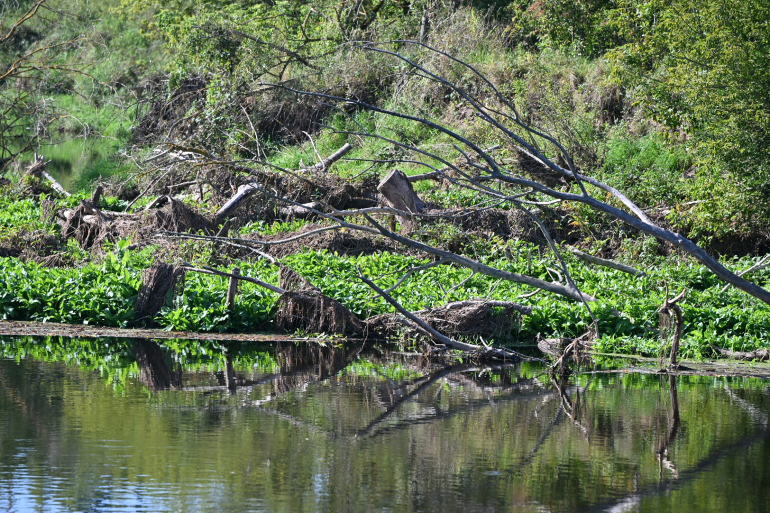 Tamsūs Nevėžio vandenys, pratekėję pro Panevėžio rajone įsikūrusį Naujamiestį, pašvinko. Upės tėkmę sustabdė vietinių monstriška praminta užtvanka, galimai suręsta bebrų, o gal ir savaime susidariusi virstant medžiams.
