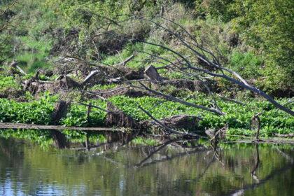 Tamsūs Nevėžio vandenys, pratekėję pro Panevėžio rajone įsikūrusį Naujamiestį, pašvinko. Upės tėkmę sustabdė vietinių monstriška praminta užtvanka, galimai suręsta bebrų, o gal ir savaime susidariusi virstant medžiams.