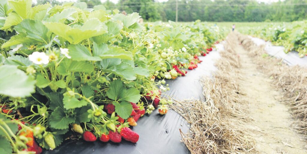 Jeigu svajojate apie nuosavą uogų plantaciją, dabar tinkamiausias metas imtis kastuvo.