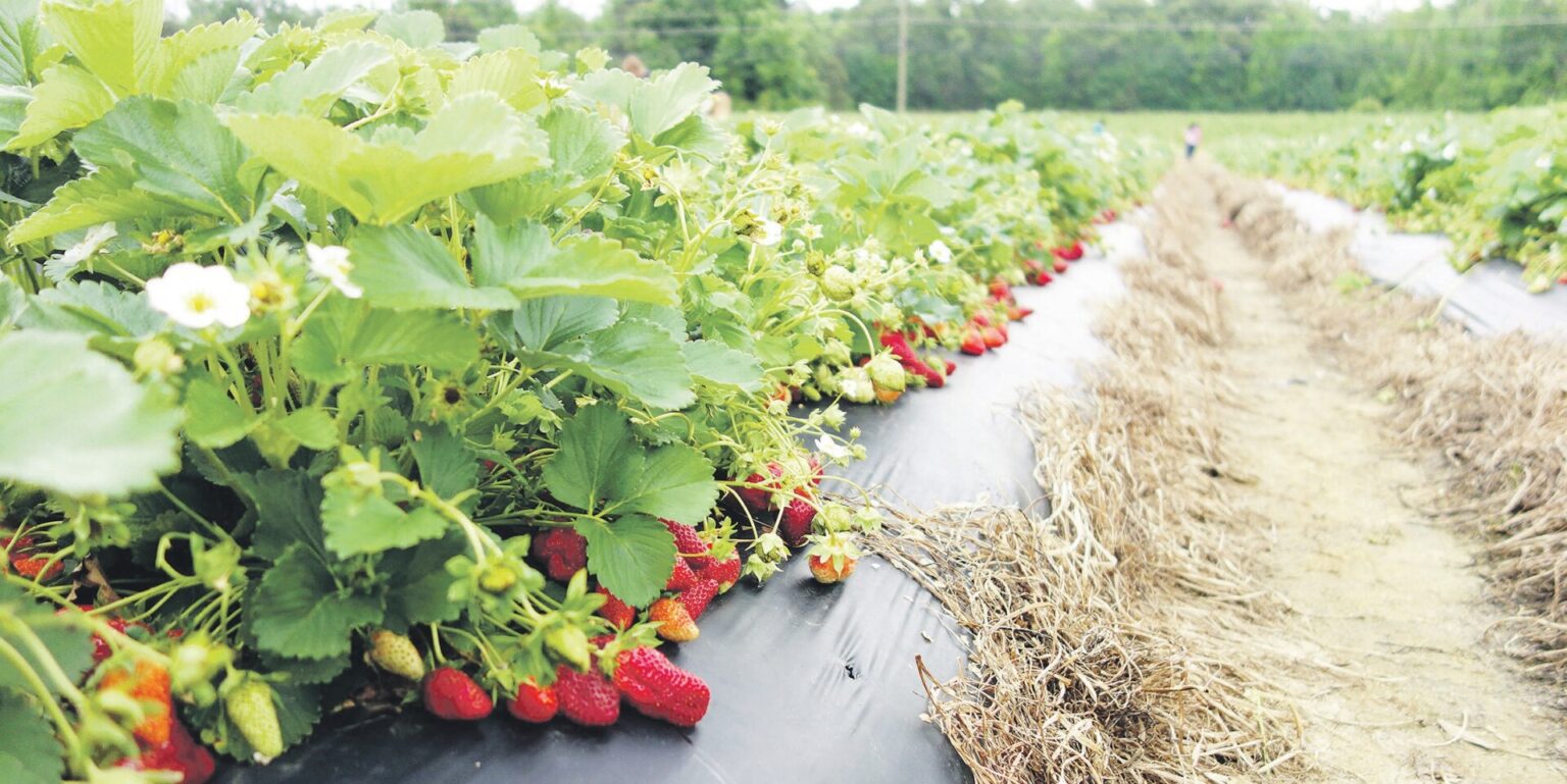 Jeigu svajojate apie nuosavą uogų plantaciją, dabar tinkamiausias metas imtis kastuvo.