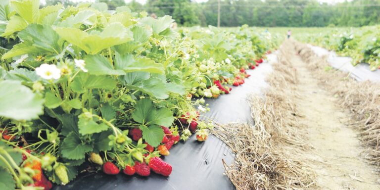 Jeigu svajojate apie nuosavą uogų plantaciją, dabar tinkamiausias metas imtis kastuvo.