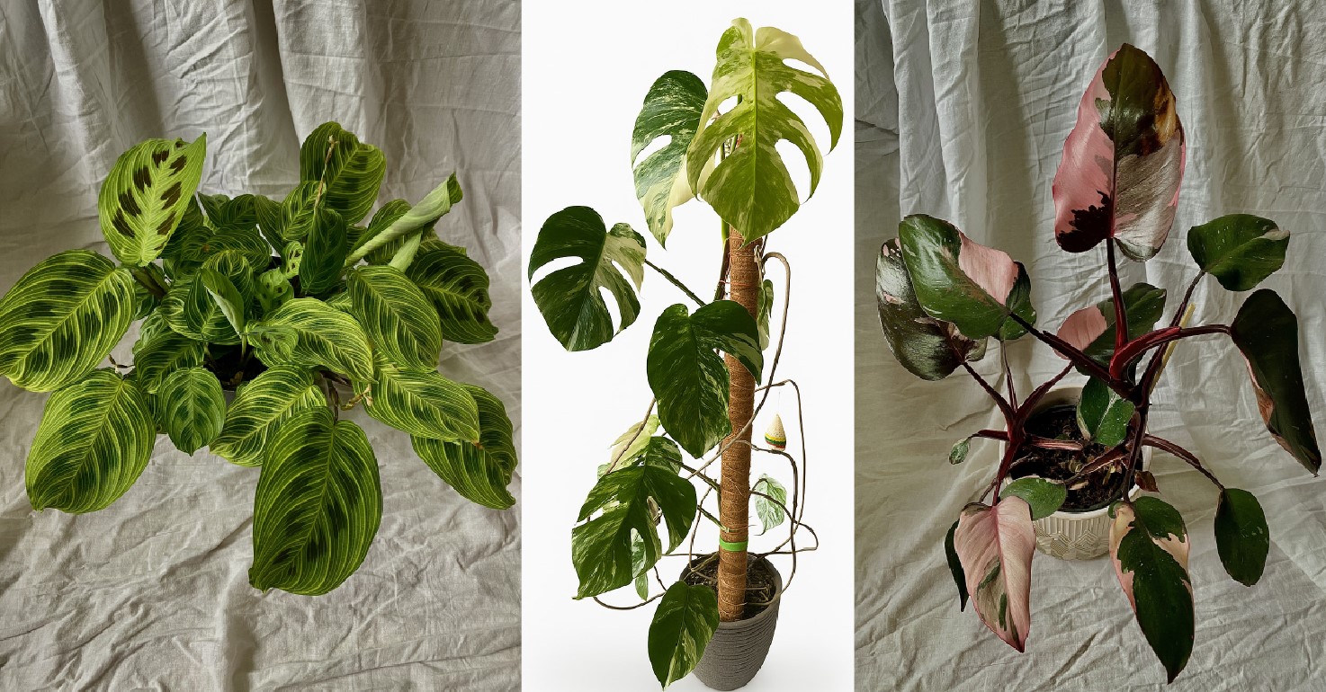 Irmanto Pilio namuose veši kone 40 skirtingų augalų rūšių – tropikų karalienės marantos, kalatėjos, monsteros ir kitos įspūdingos gėlės.