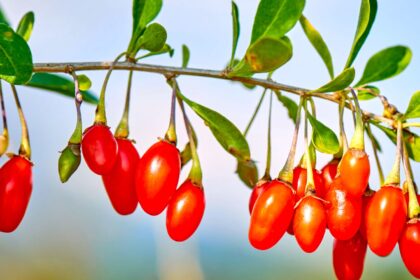 Kininis raugerškis, vilkauogės, godži uogos – tokie vieno ir to paties pastaraisiais metais nepaprastai išpopuliarėjusio, o paskui vėl šiek tiek primiršto augalo pavadinimai.