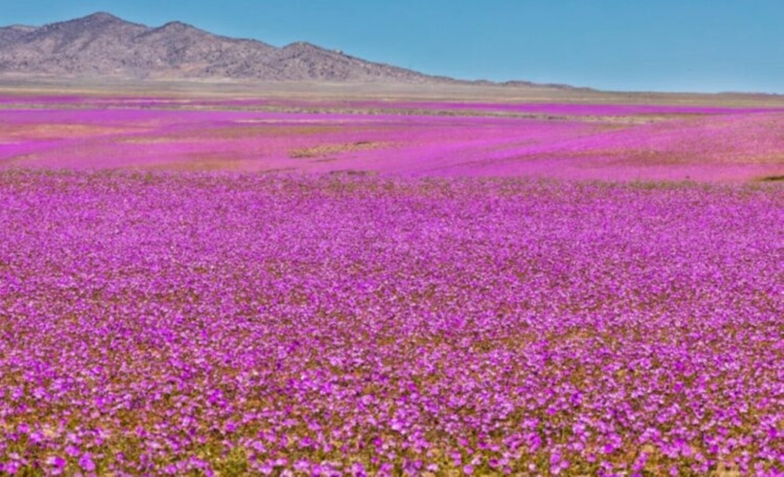 Atakamos dykuma Pietų Amerikoje laikoma sausiausia vieta Žemėje, kur beveik niekada nelyja.