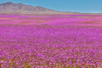 Atakamos dykuma Pietų Amerikoje laikoma sausiausia vieta Žemėje, kur beveik niekada nelyja.