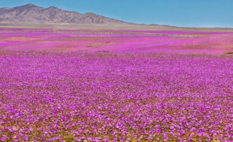 Atakamos dykuma Pietų Amerikoje laikoma sausiausia vieta Žemėje, kur beveik niekada nelyja.