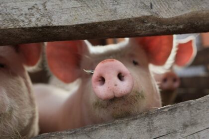 Kitados keliolika kiaulių auginusi Panevėžio rajono Tiltagalių ūkininkų šeima, prieš 11 metų Lietuvoje pradėjus plisti afrikiniam kiaulių marui, žvieglių skaičių sumažino iki poros.