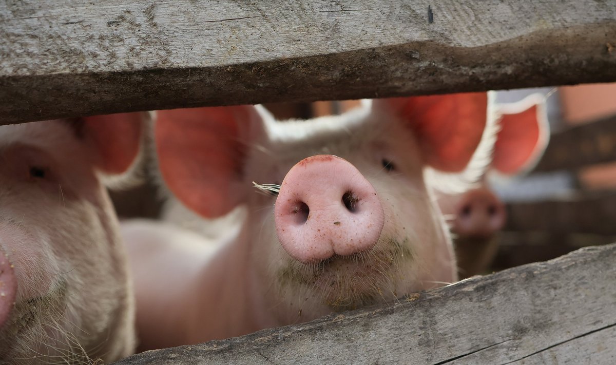 Kitados keliolika kiaulių auginusi Panevėžio rajono Tiltagalių ūkininkų šeima, prieš 11 metų Lietuvoje pradėjus plisti afrikiniam kiaulių marui, žvieglių skaičių sumažino iki poros.