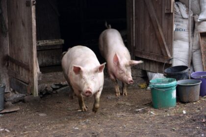 Kitados keliolika kiaulių auginusi Panevėžio rajono Tiltagalių ūkininkų šeima, prieš 11 metų Lietuvoje pradėjus plisti afrikiniam kiaulių marui, žvieglių skaičių sumažino iki poros. Tačiau atklydęs mirtinas virusas nepagailėjo ir tų dviejų kiaulaičių.