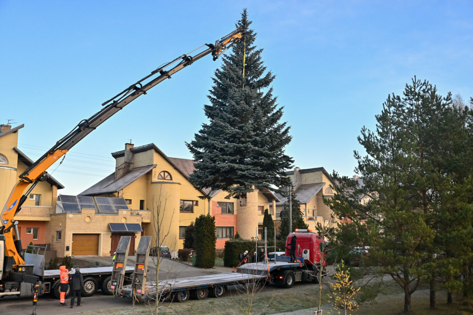 Panevėžyje jau kvepia Kalėdomis. Į Laisvės aikštę sekmadienį atgabenta panevėžiečių šeimos dovanota eglė.
