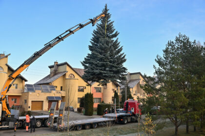 Panevėžyje jau kvepia Kalėdomis. Į Laisvės aikštę sekmadienį atgabenta panevėžiečių šeimos dovanota eglė.