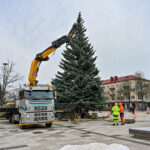 Panevėžyje jau kvepia Kalėdomis. Į Laisvės aikštę sekmadienį atgabenta panevėžiečių šeimos dovanota eglė.