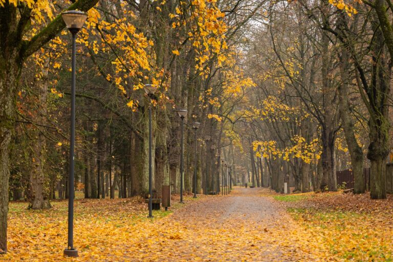 Lapkričio pradžioje Lietuvoje išliks šilti ir ramūs orai, praneša sinoptikė.